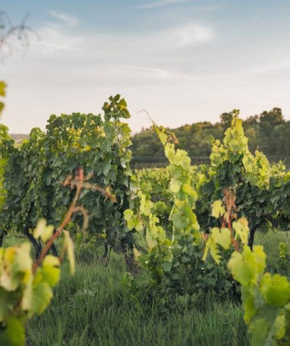 L'impact du changement climatique sur les cépages emblématiques en France