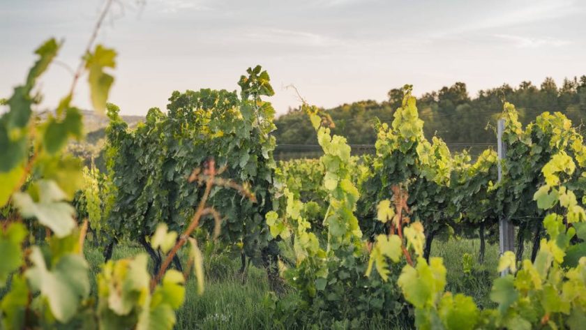 L'impact du changement climatique sur les cépages emblématiques en France